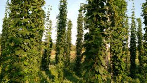 Hops 1 IMG_20170717_070435612