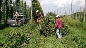 Hops 4 IMG_20170822_135831163