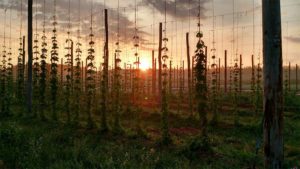 Hops 6 IMG_20160605_071253