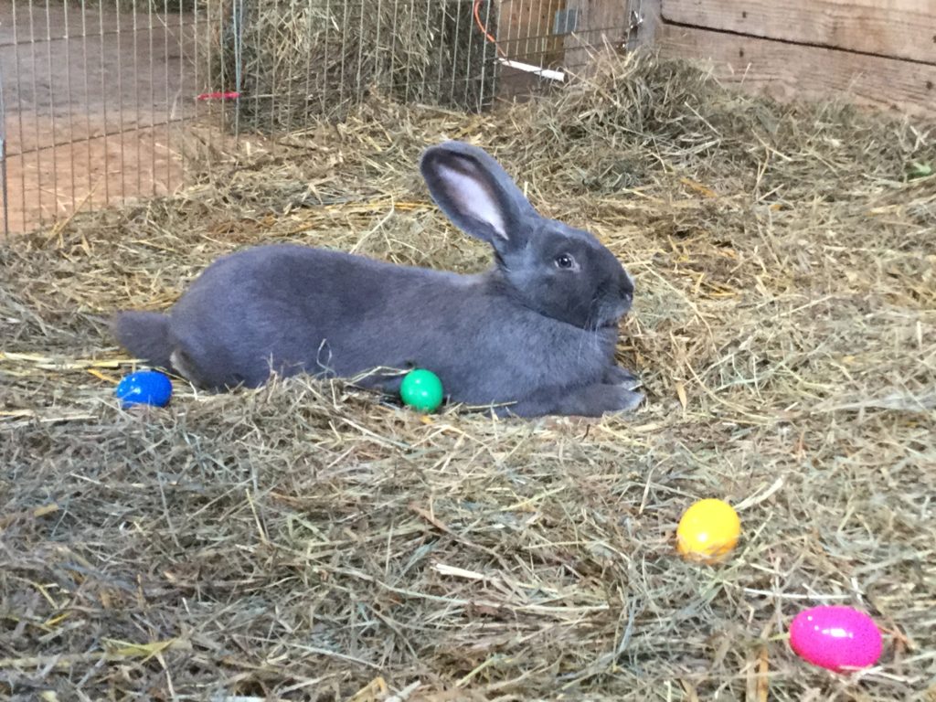 Large rabbit in the hay with colorful eggs around the pen