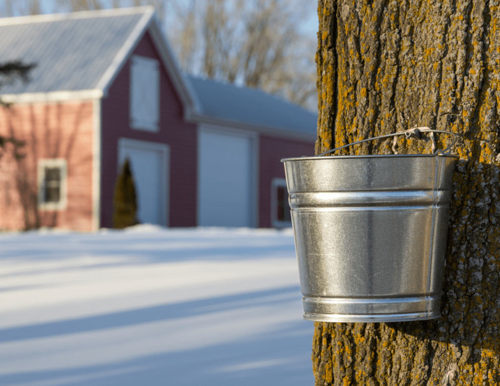 Maple tree with bucket for sap in foreground, barn with snow on the ground in the background.