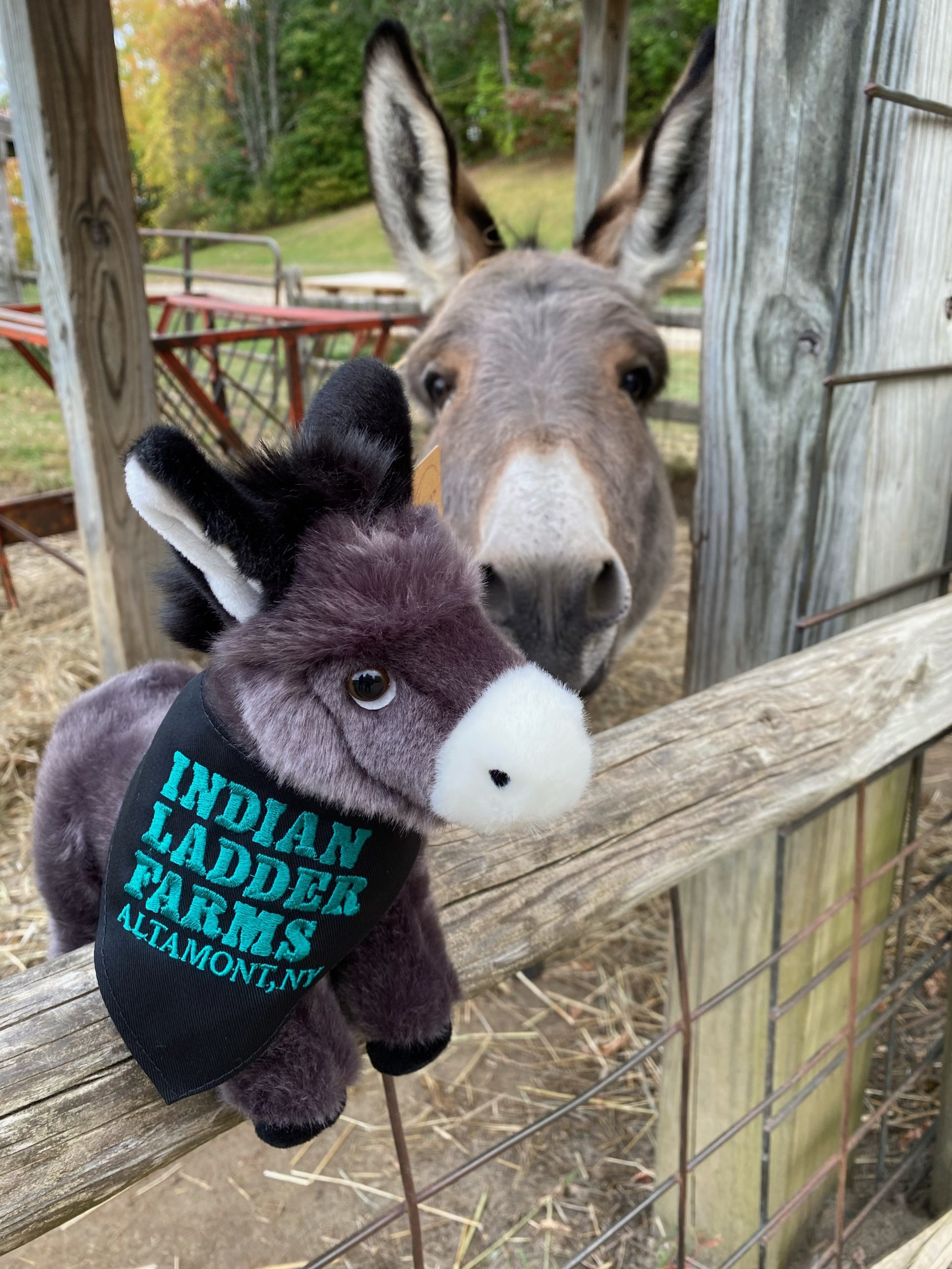Simon a donkey, in his pen with a stuffed animal of a donkey placed in front of him.