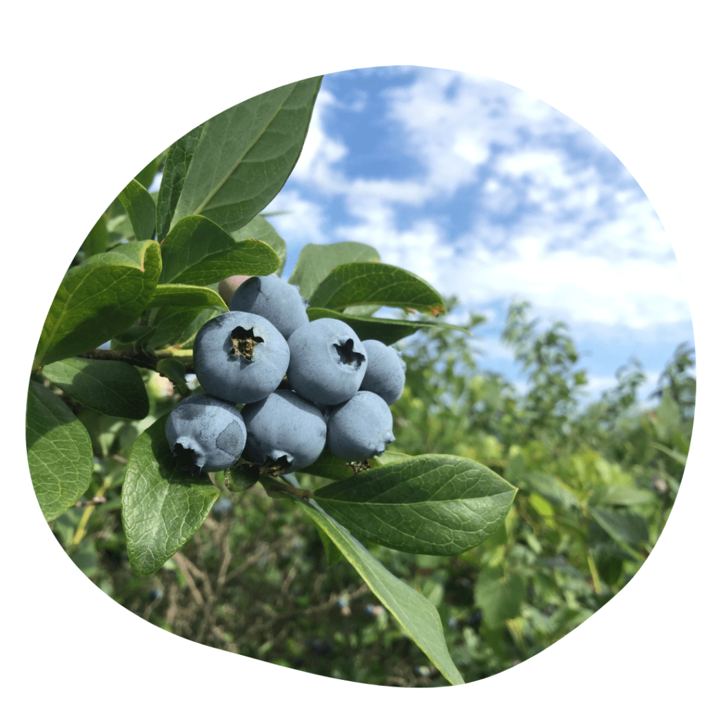 Blueberries