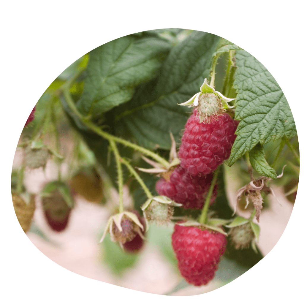 Red Raspberries