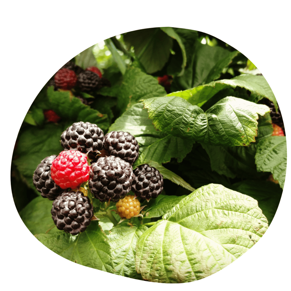 Black Raspberries