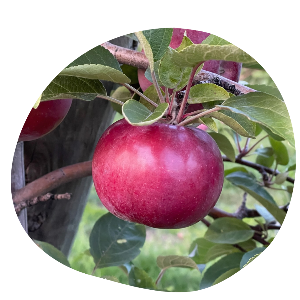 Red Ruby Mac Apple