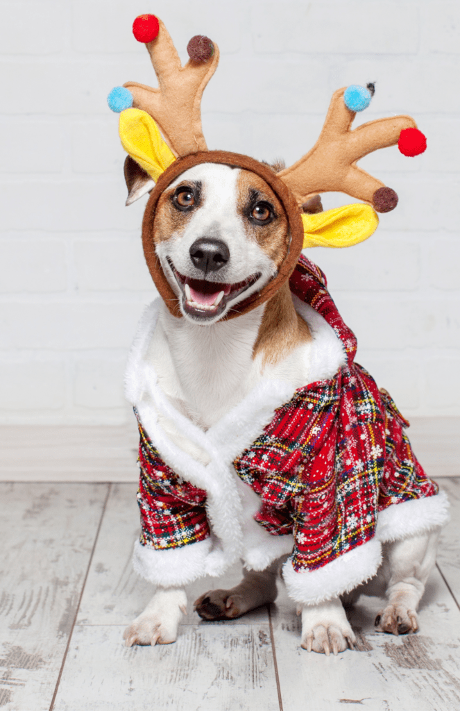 Dog in a Holiday Robe with reindeer antlers on head.